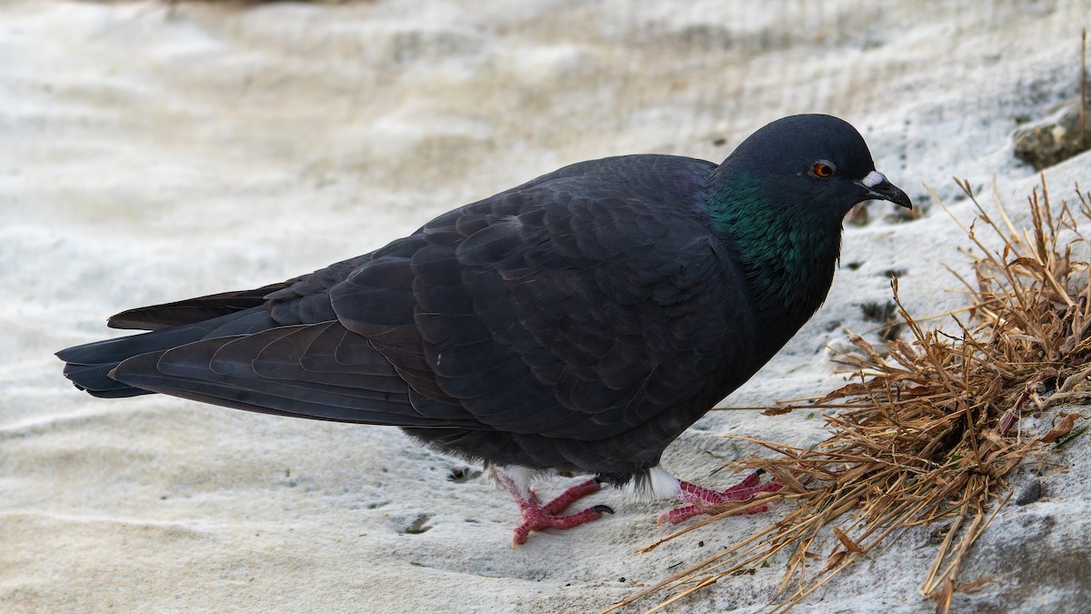 Rock Pigeon (Feral Pigeon) - ML644942004