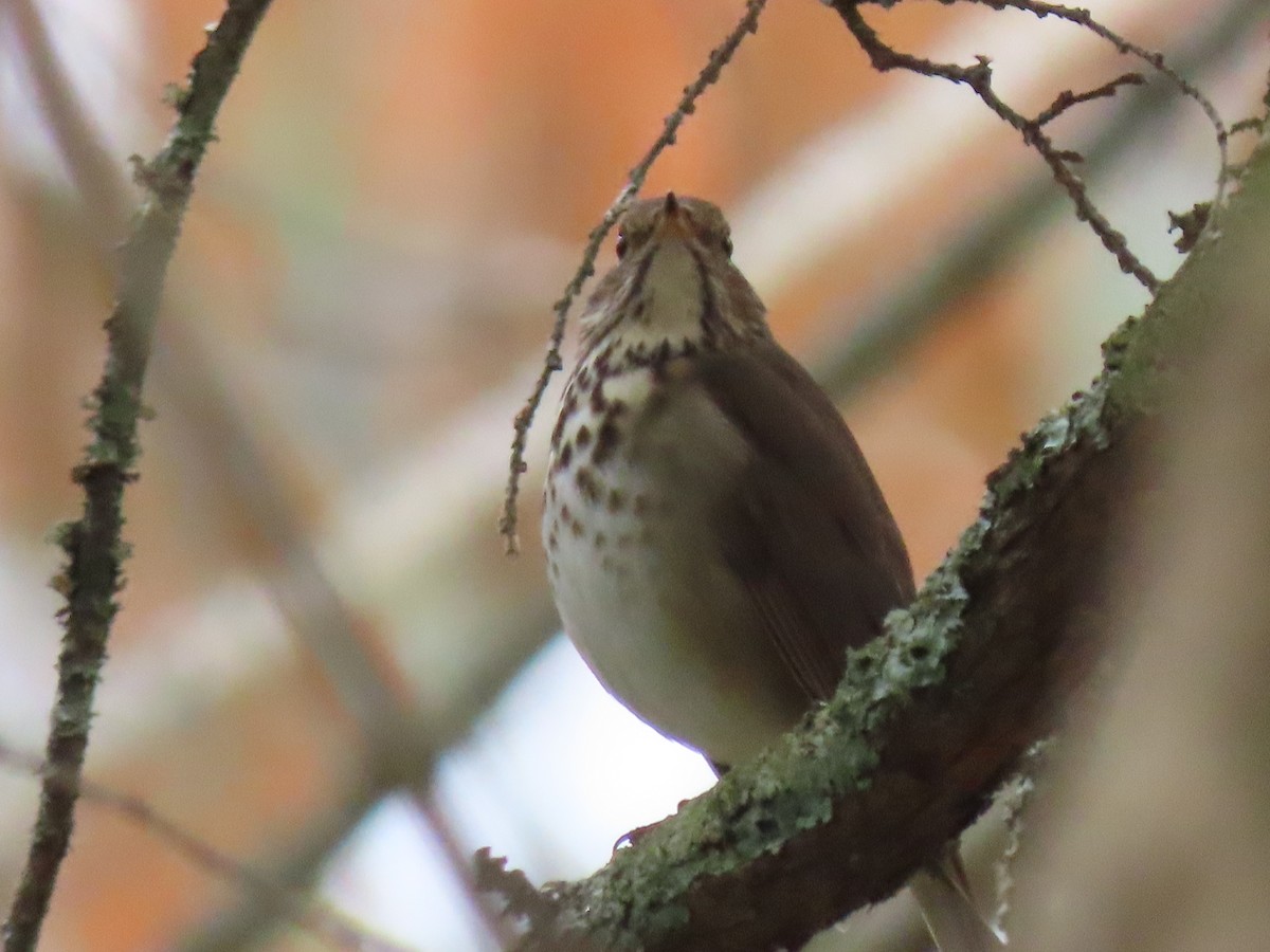 Hermit Thrush - ML644942006