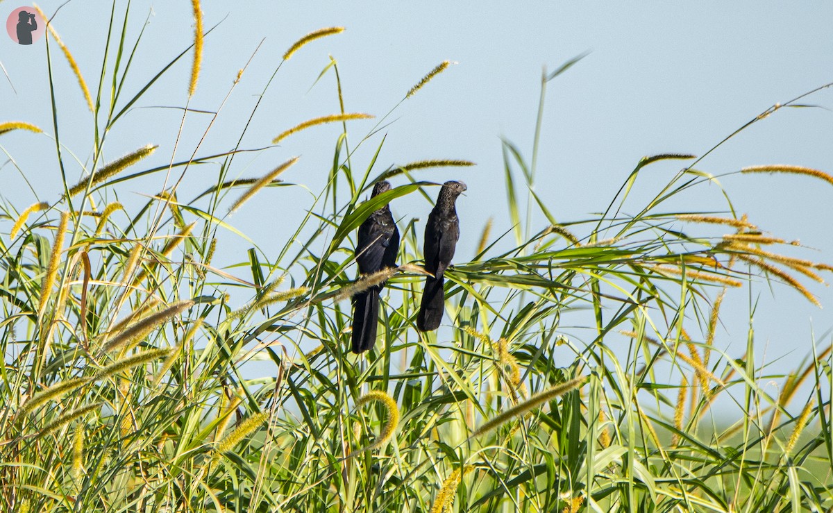 Smooth-billed Ani - ML644942021