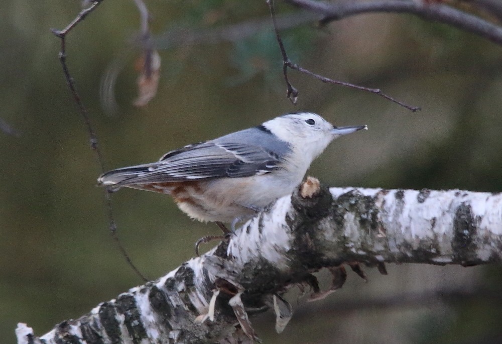 White-breasted Nuthatch - ML644942023
