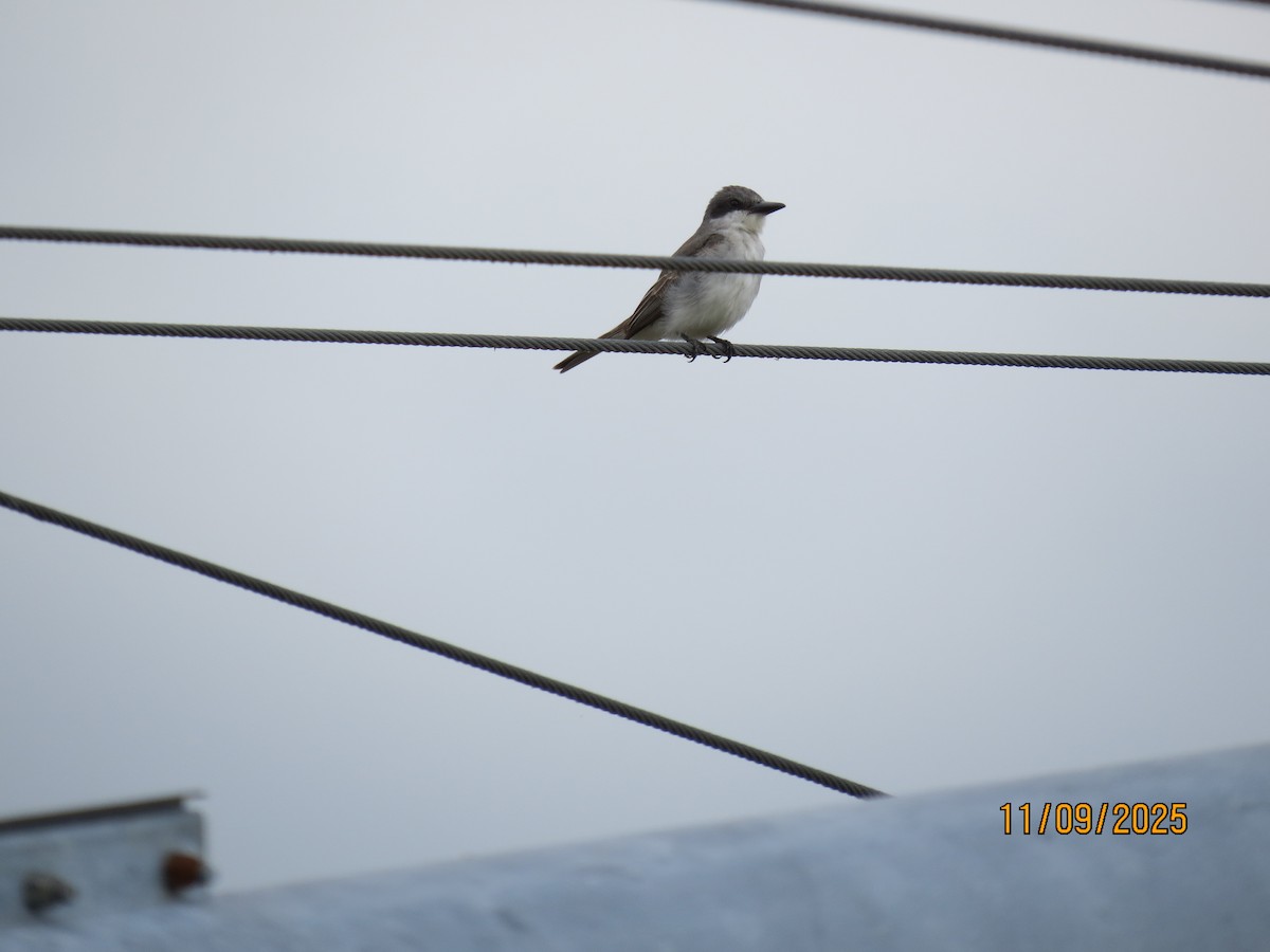 Karayip Tiranı - ML644942025