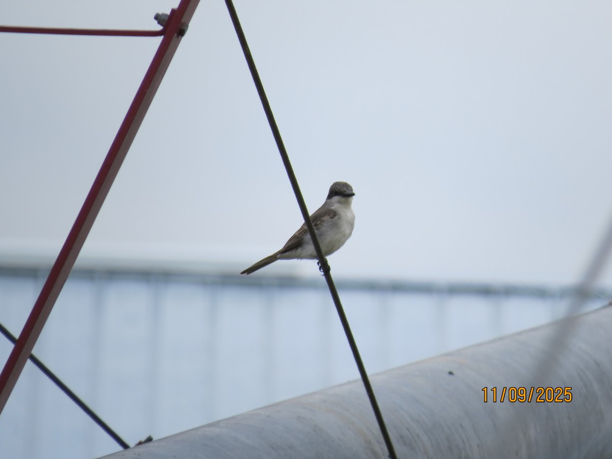 Karayip Tiranı - ML644942026