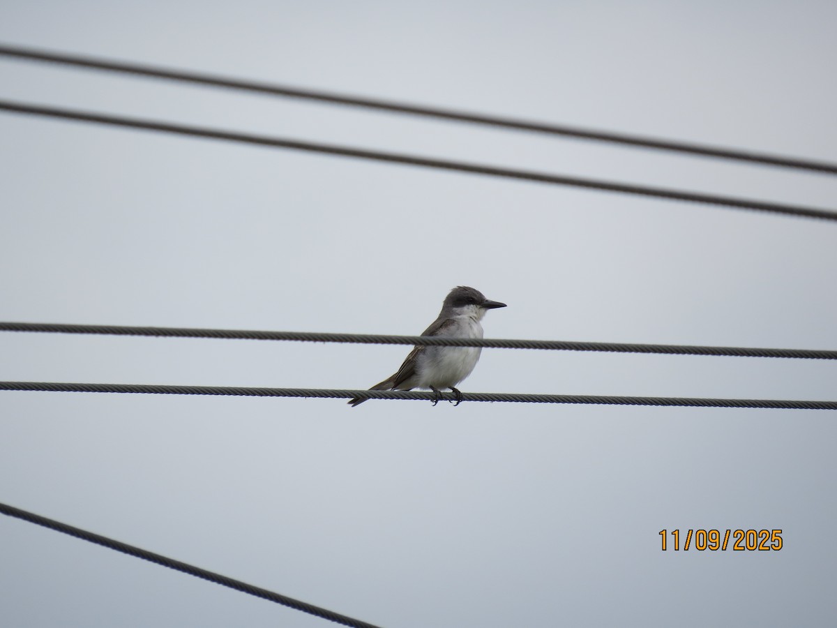 Karayip Tiranı - ML644942027