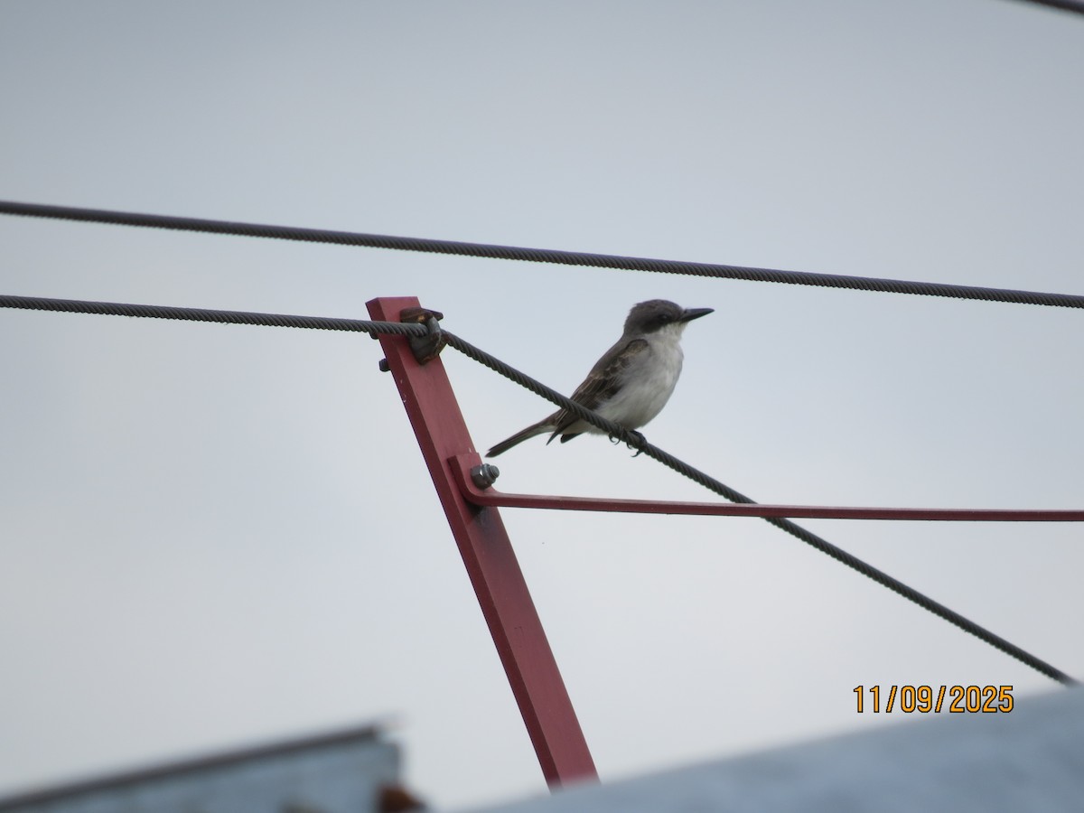 Karayip Tiranı - ML644942028