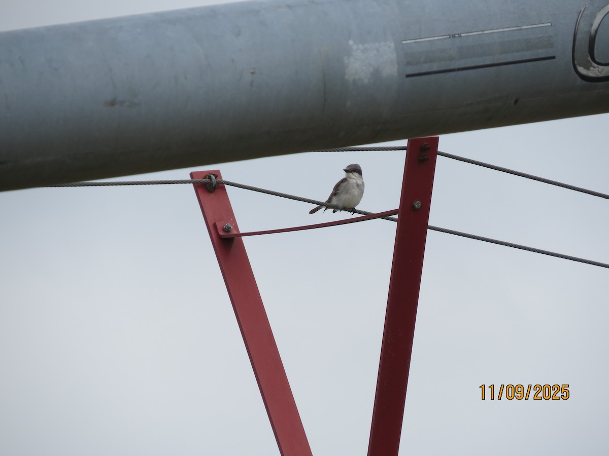 Karayip Tiranı - ML644942029