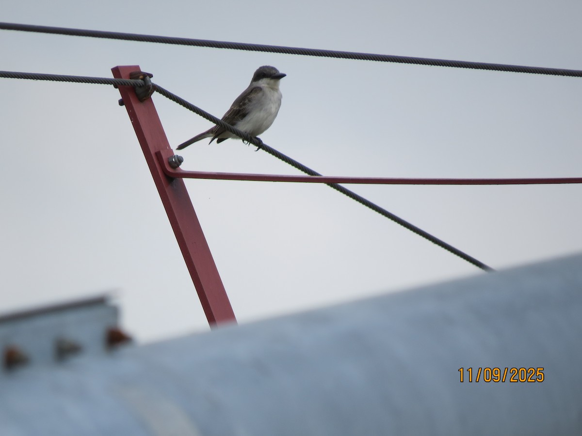 Karayip Tiranı - ML644942030