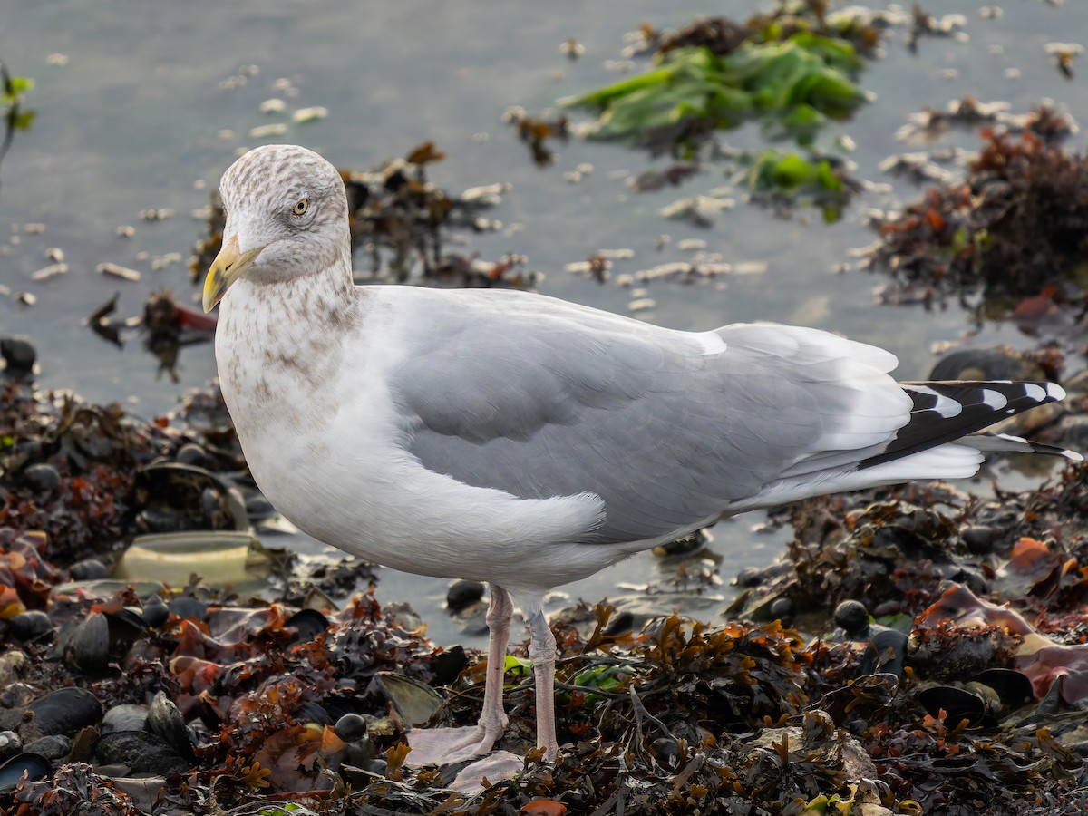 American Herring Gull - ML644942045