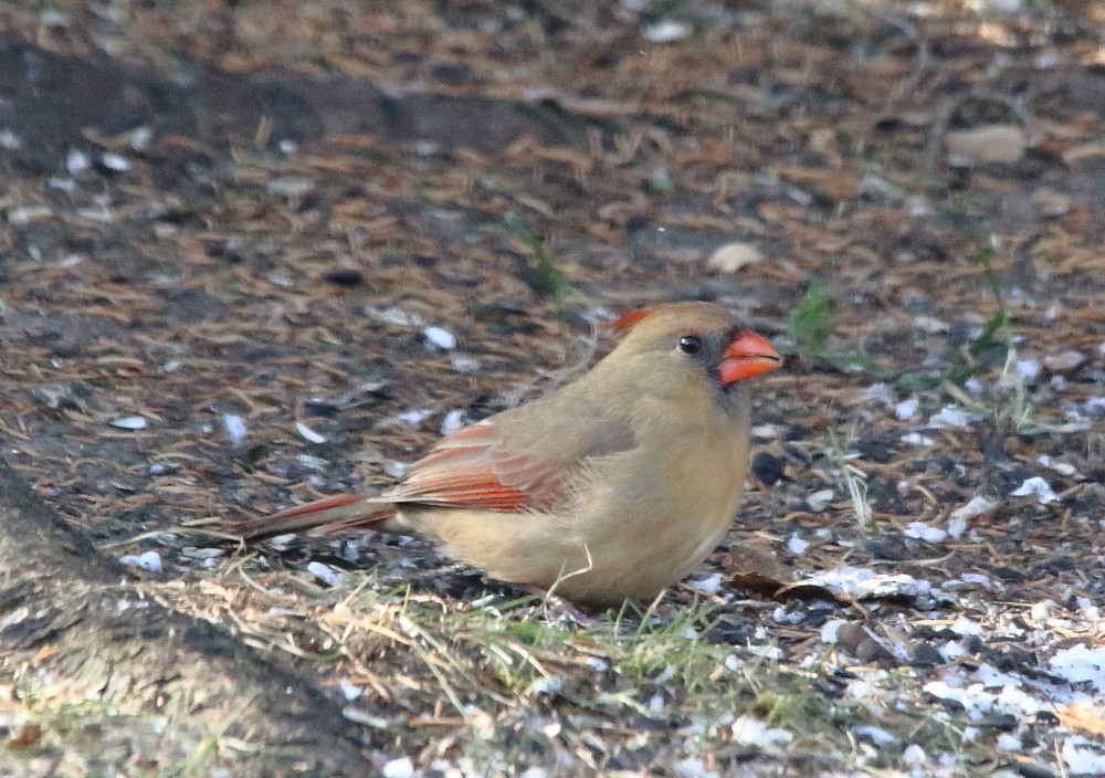 Northern Cardinal - ML644942046