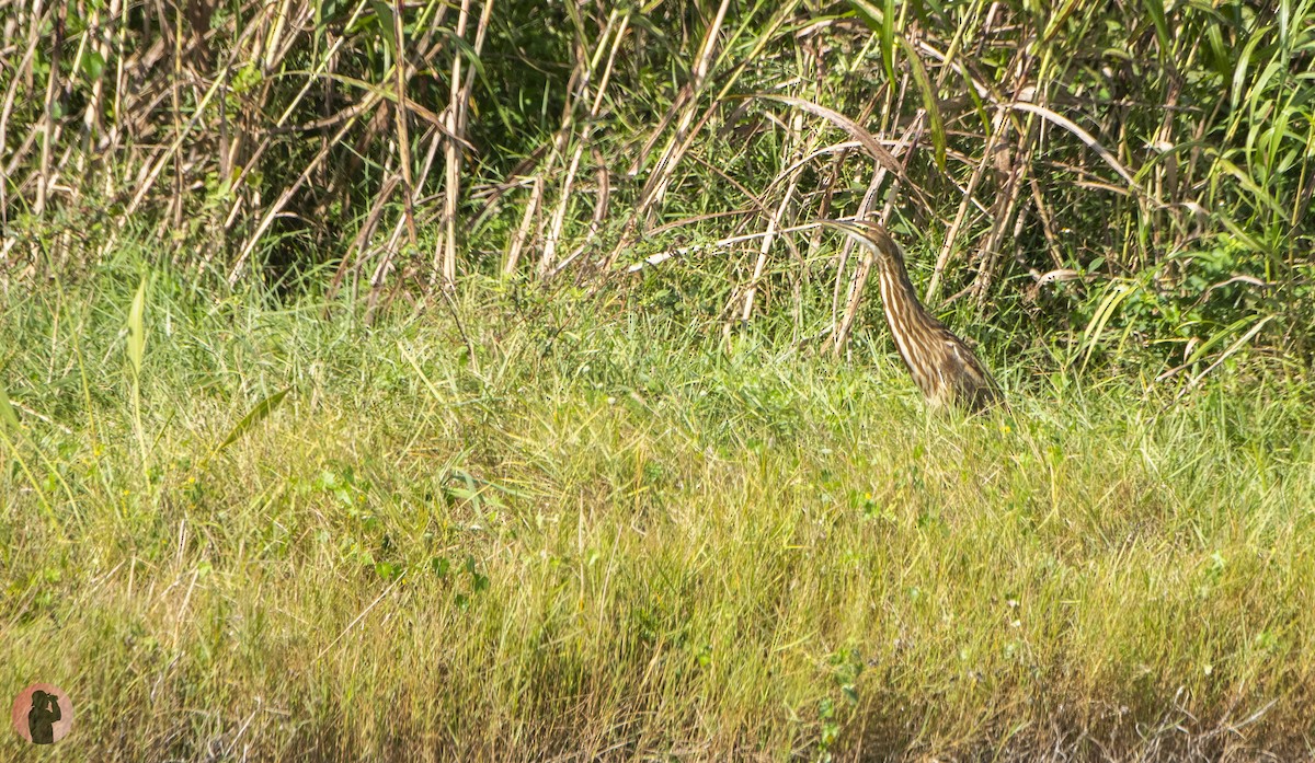 American Bittern - ML644942047