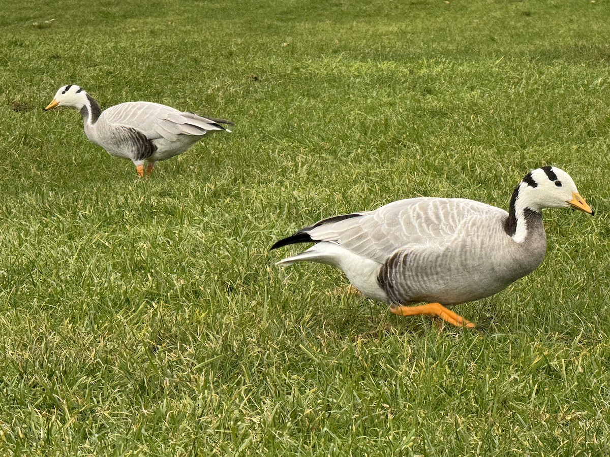 Bar-headed Goose - ML644942076