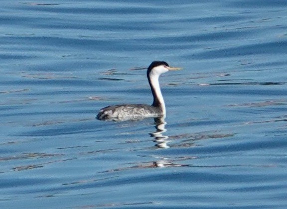Clark's Grebe - ML644942077
