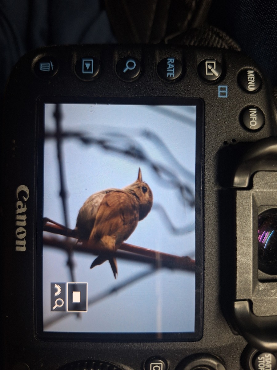 Booted Warbler - ML644942081