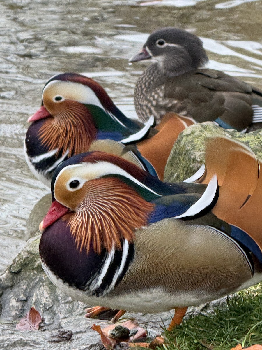 Mandarinente - ML644942086