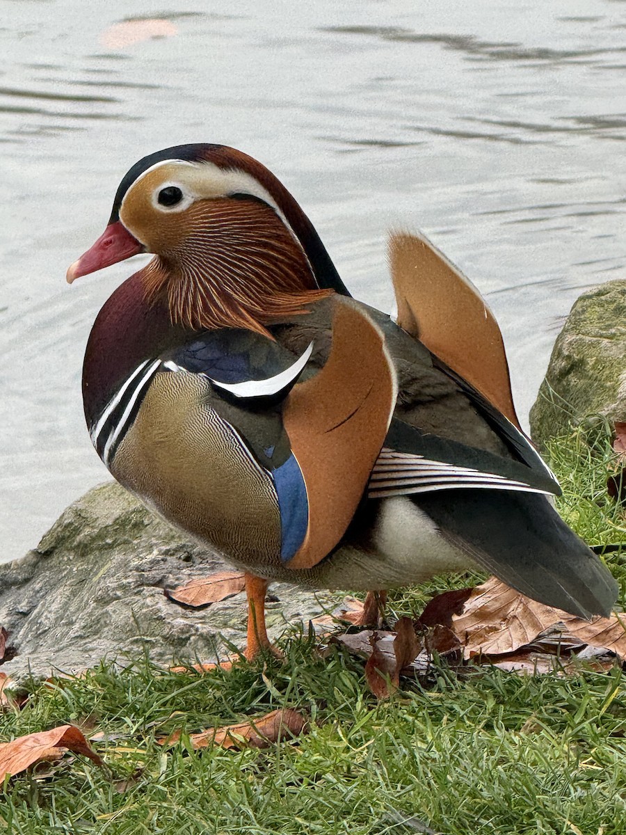 Mandarinente - ML644942089