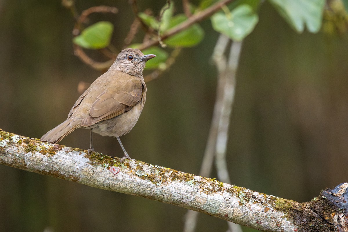 Pale-breasted Thrush - ML644942095