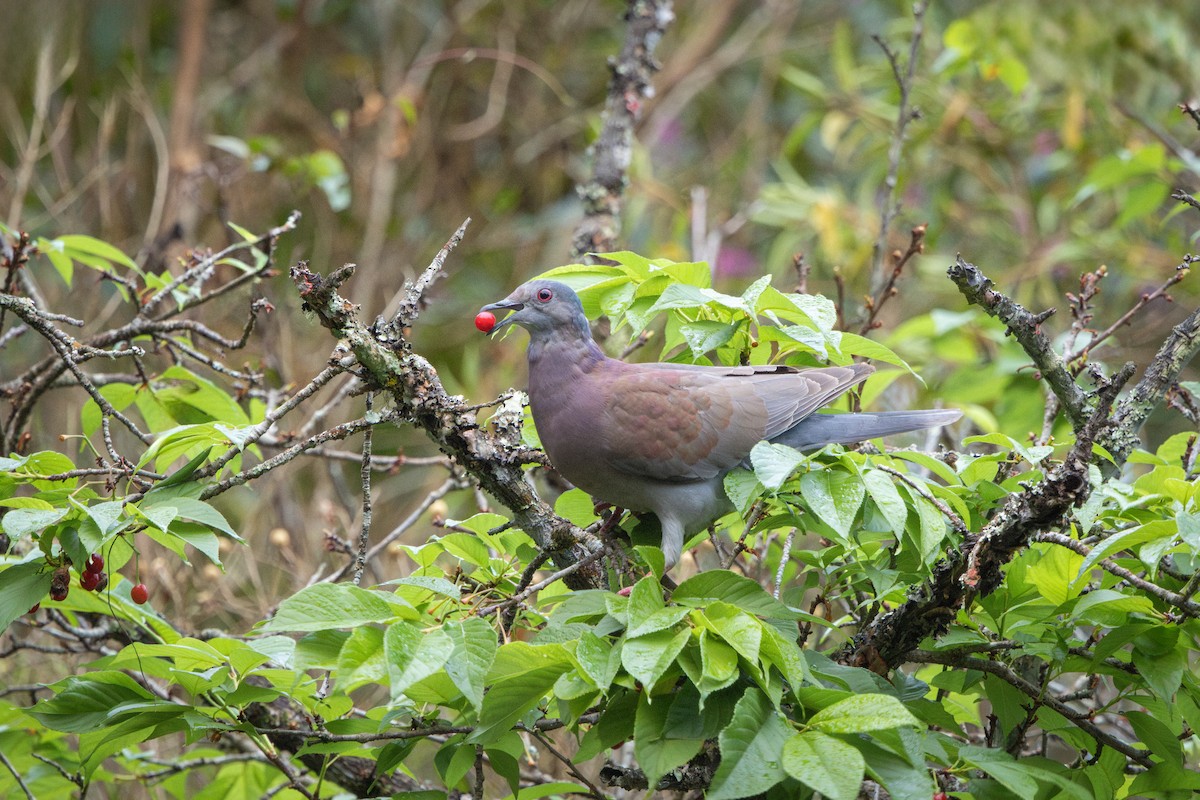 Paloma Colorada - ML644942166