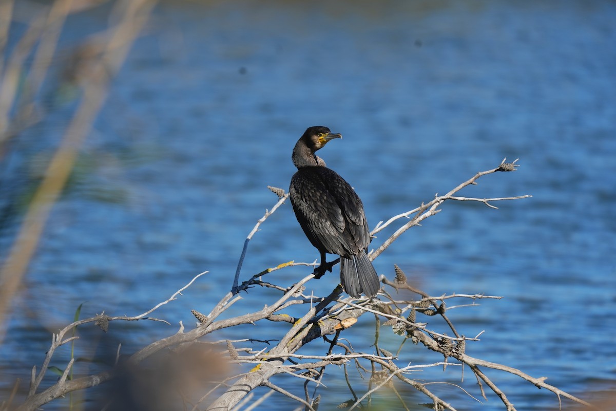 Great Cormorant - ML644942168