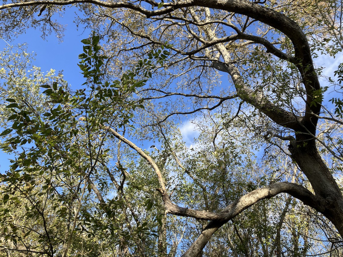 Great Egret - ML644942173