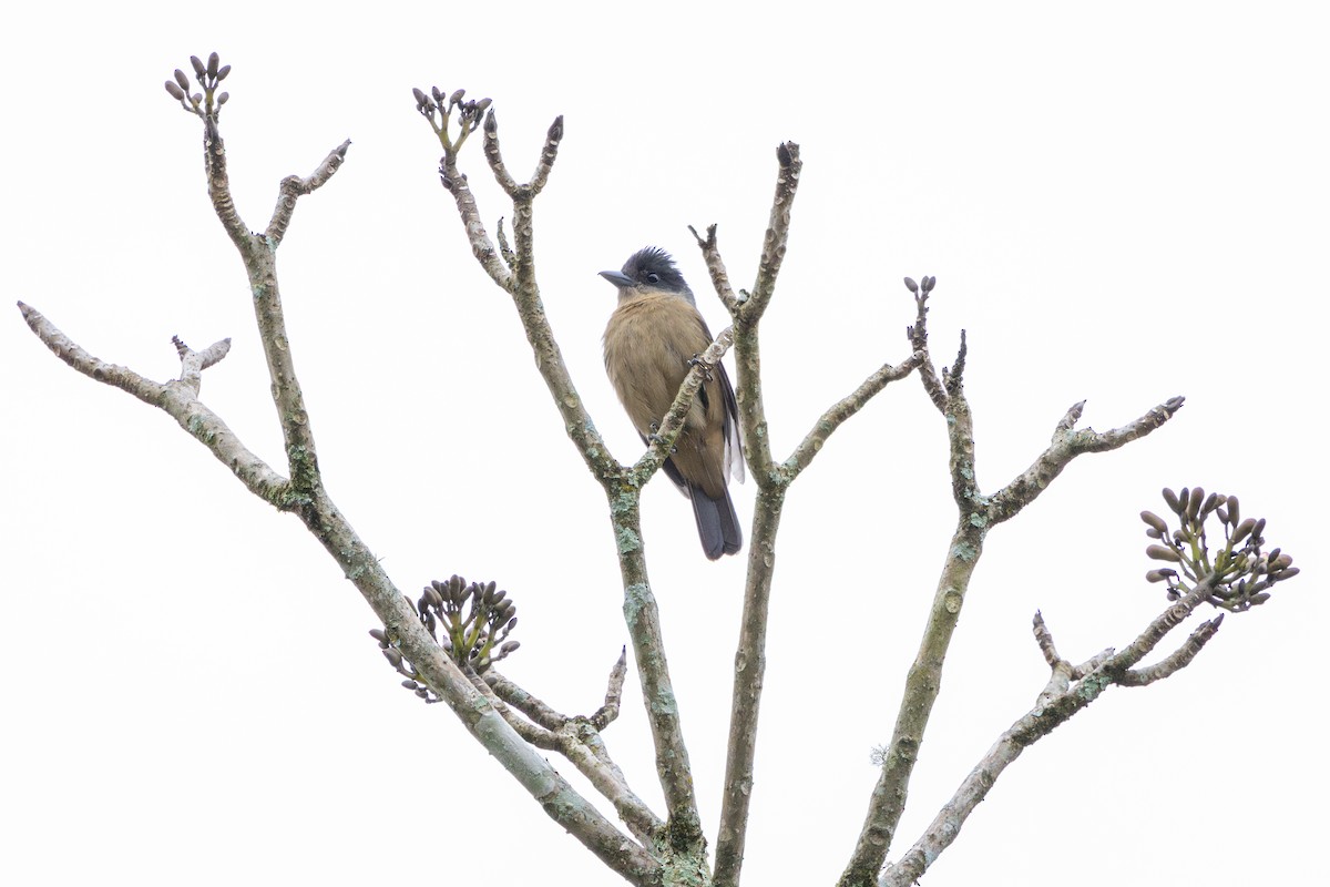 Crested Becard - ML644942174