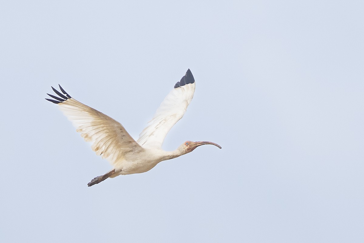 White Ibis - ML644942175