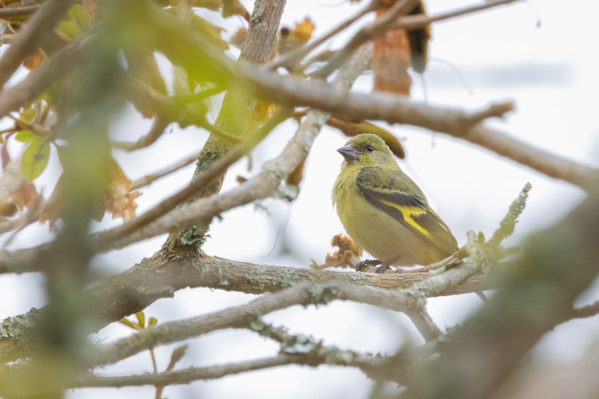 Hooded Siskin - ML644942178