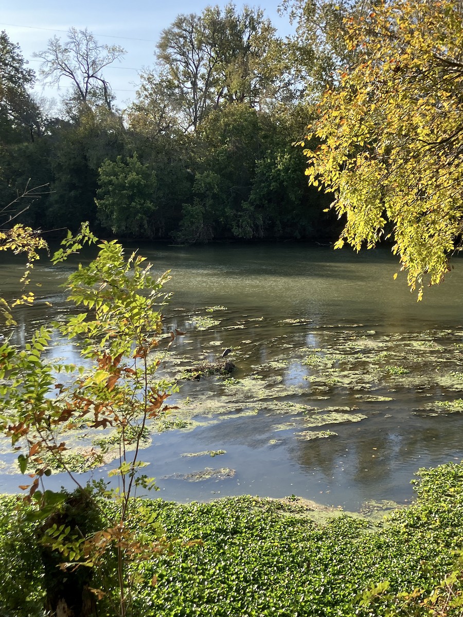 Great Blue Heron - ML644942181