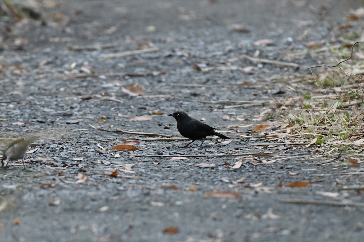 Rusty Blackbird - ML644942182