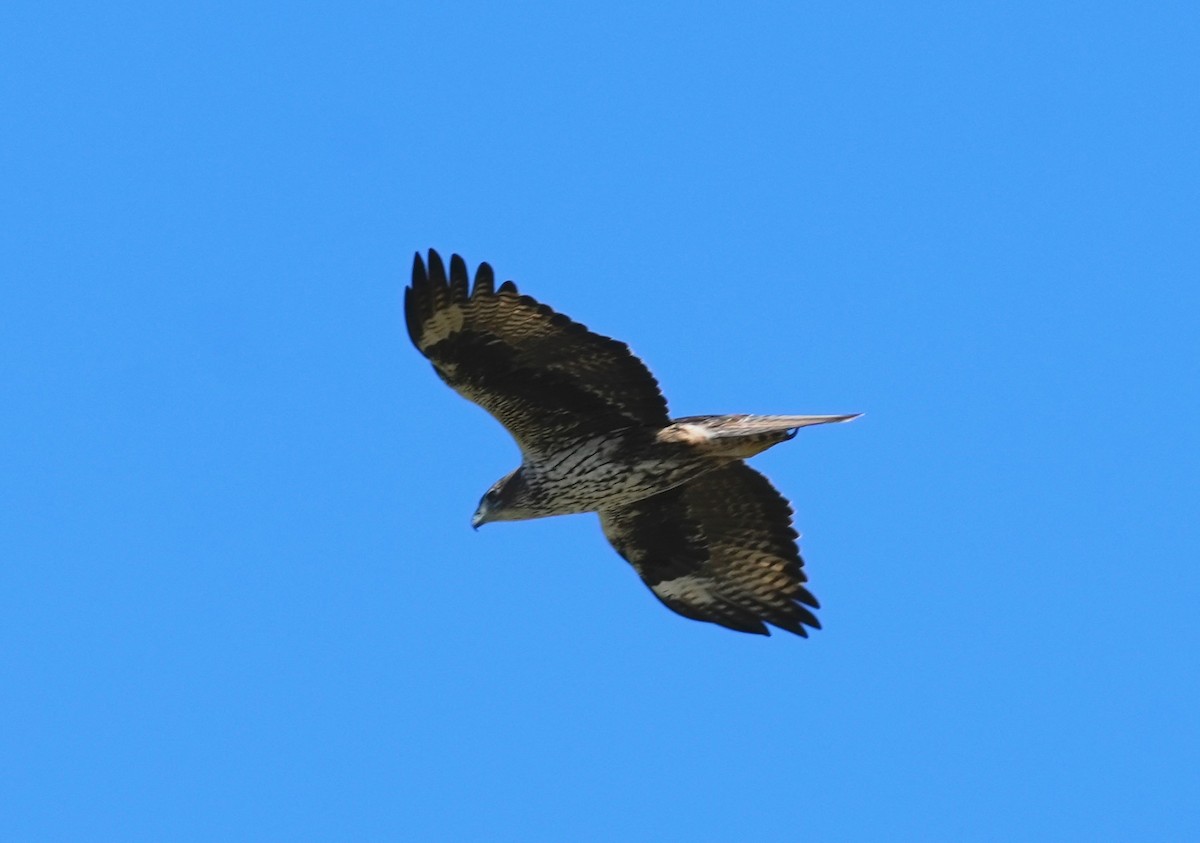 Bonelli's Eagle - ML644942184