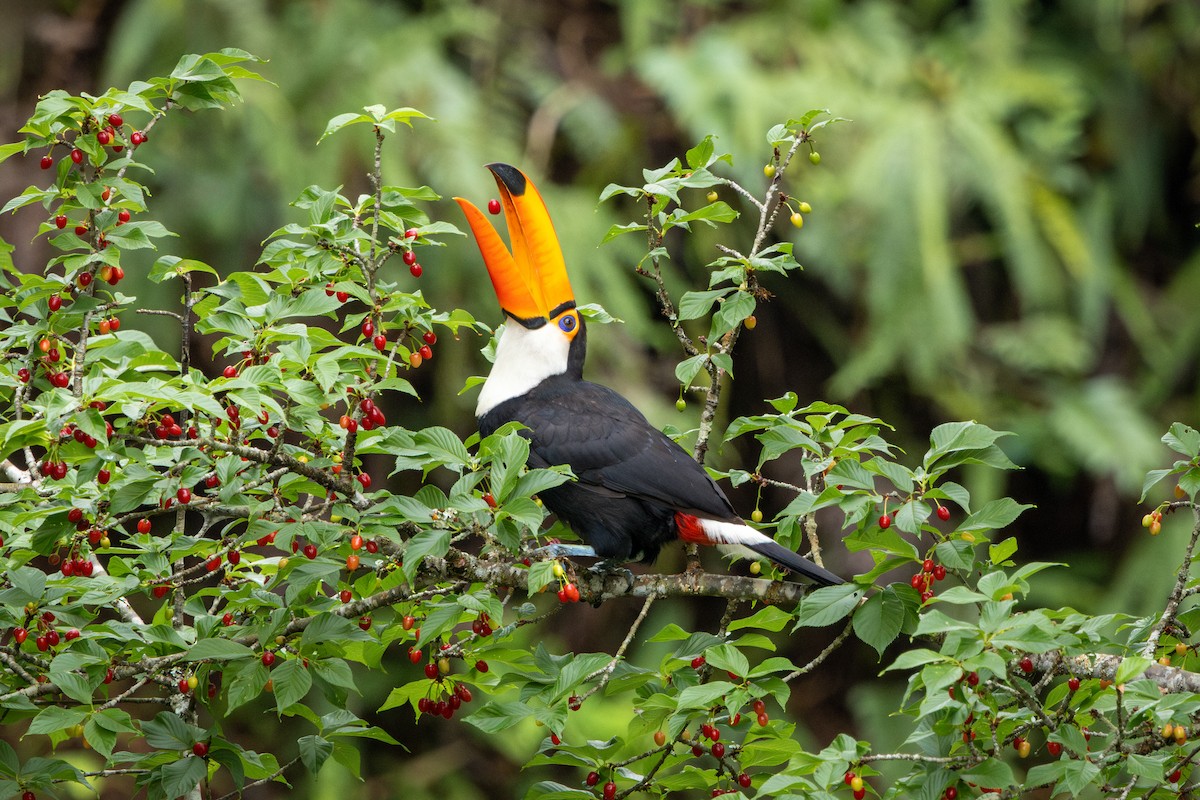 Toco Toucan - ML644942185