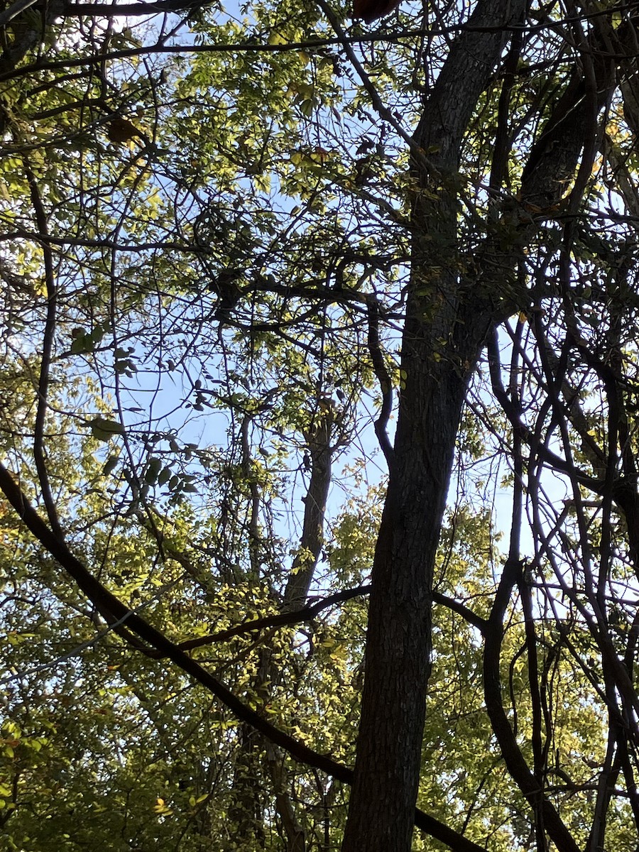 Pileated Woodpecker - ML644942188