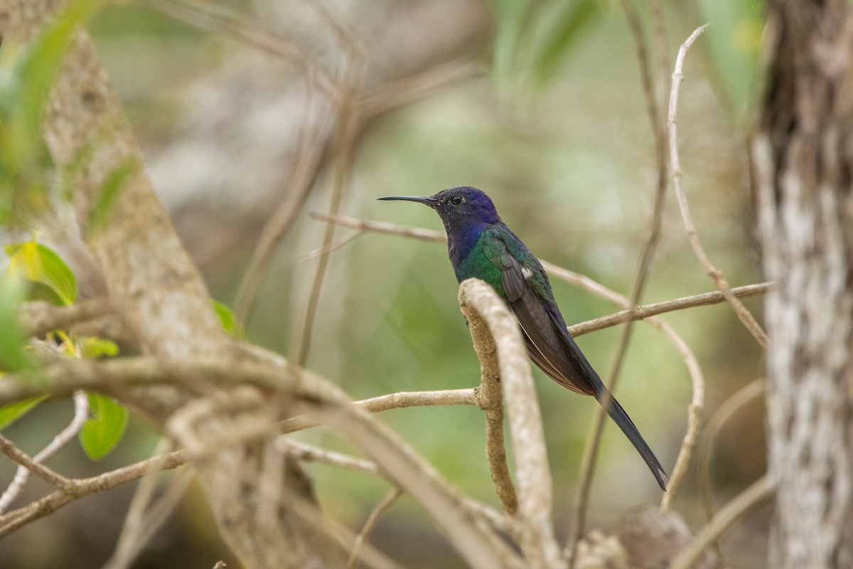 Swallow-tailed Hummingbird - ML644942192