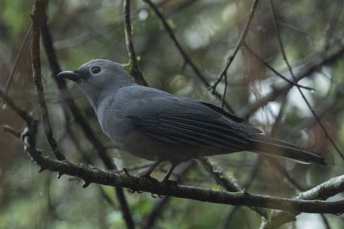 Gray Cuckooshrike - ML644942196