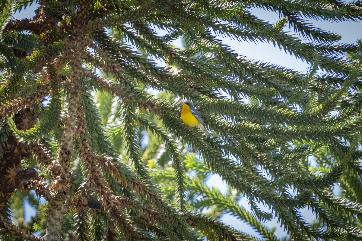 Tropical Parula - ML644942201