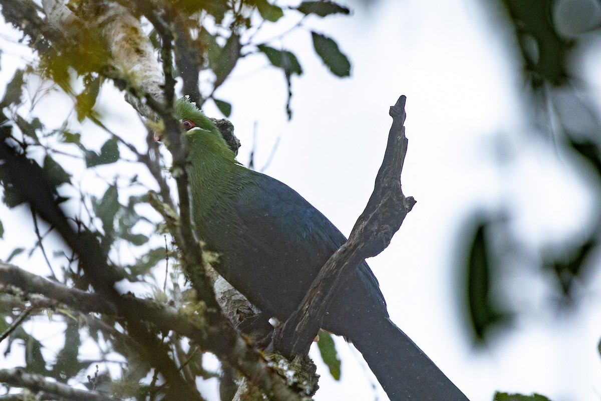 Knysna Turaco - ML644942202