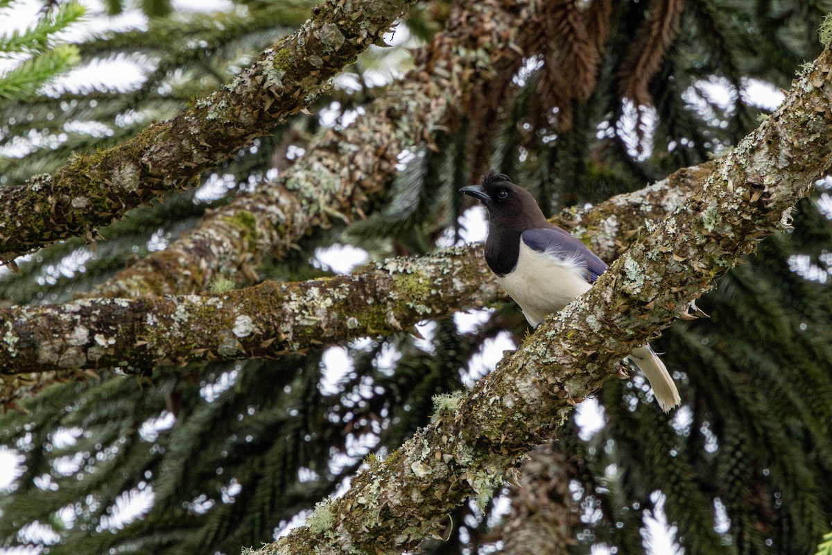 Curl-crested Jay - ML644942206