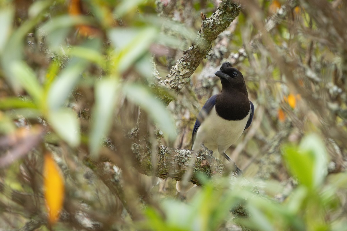 Curl-crested Jay - ML644942207