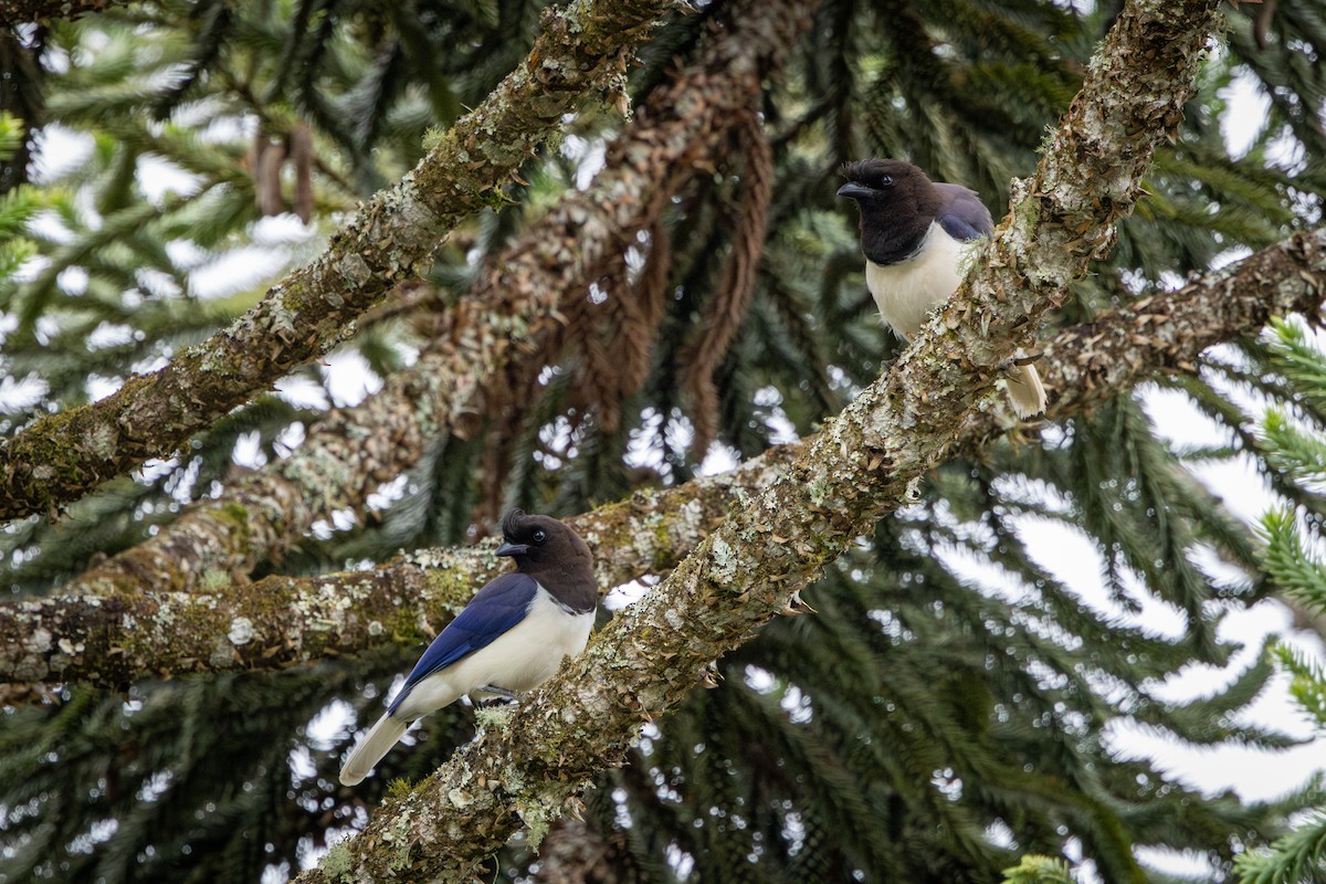 Curl-crested Jay - ML644942208