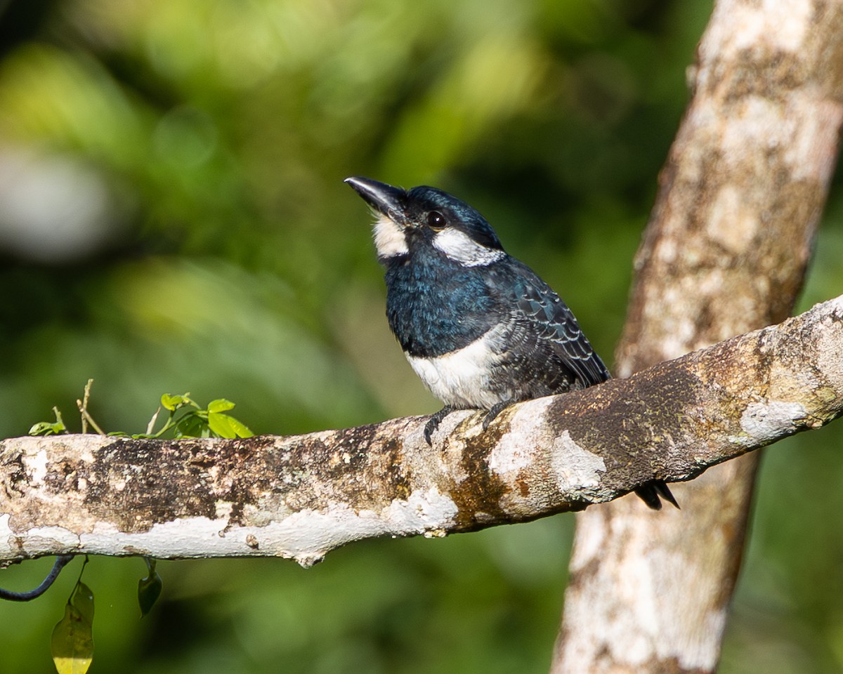 Black-breasted Puffbird - ML644942224