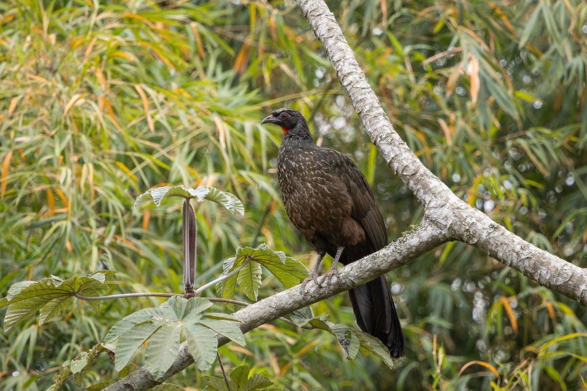 Dusky-legged Guan - ML644942241