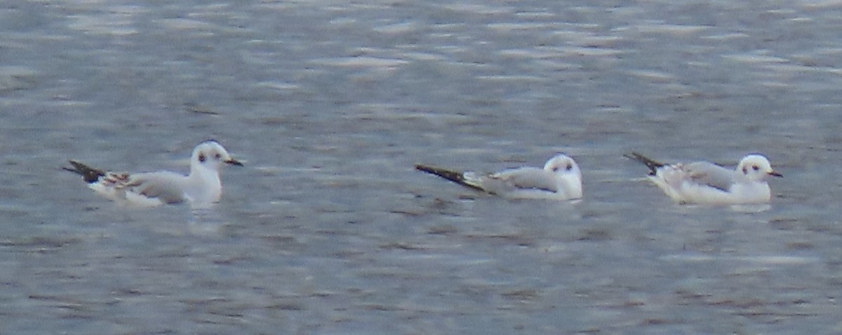 Bonaparte's Gull - ML644942266
