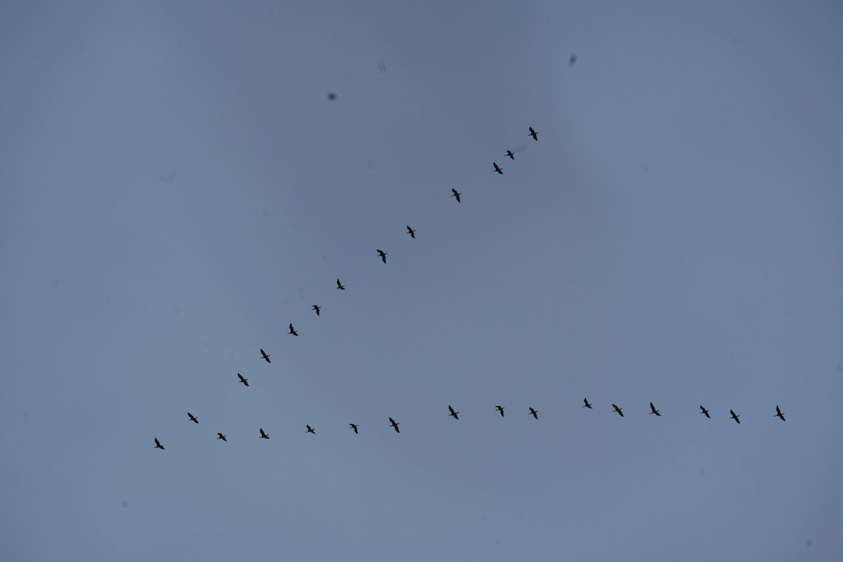 Great Cormorant - ML644942278