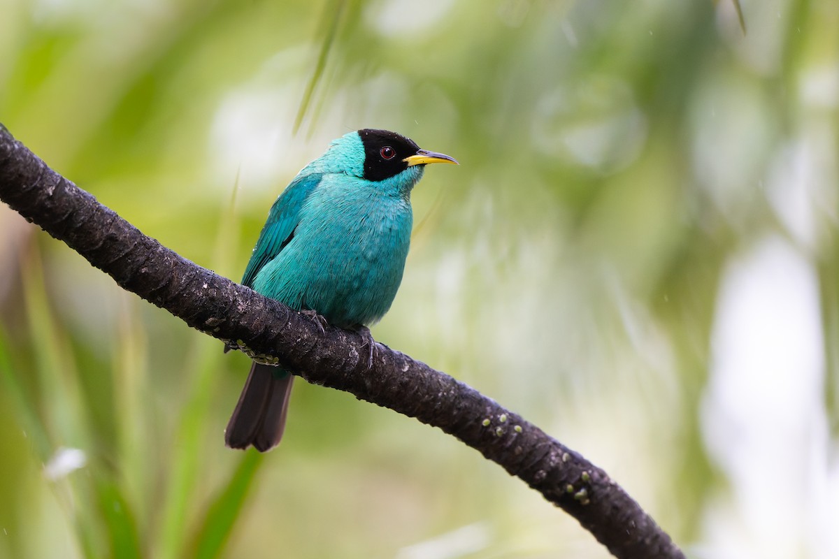 Green Honeycreeper - Adam Jackson