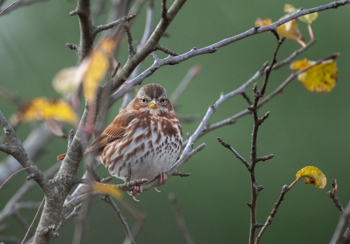 Fox Sparrow - ML644942288