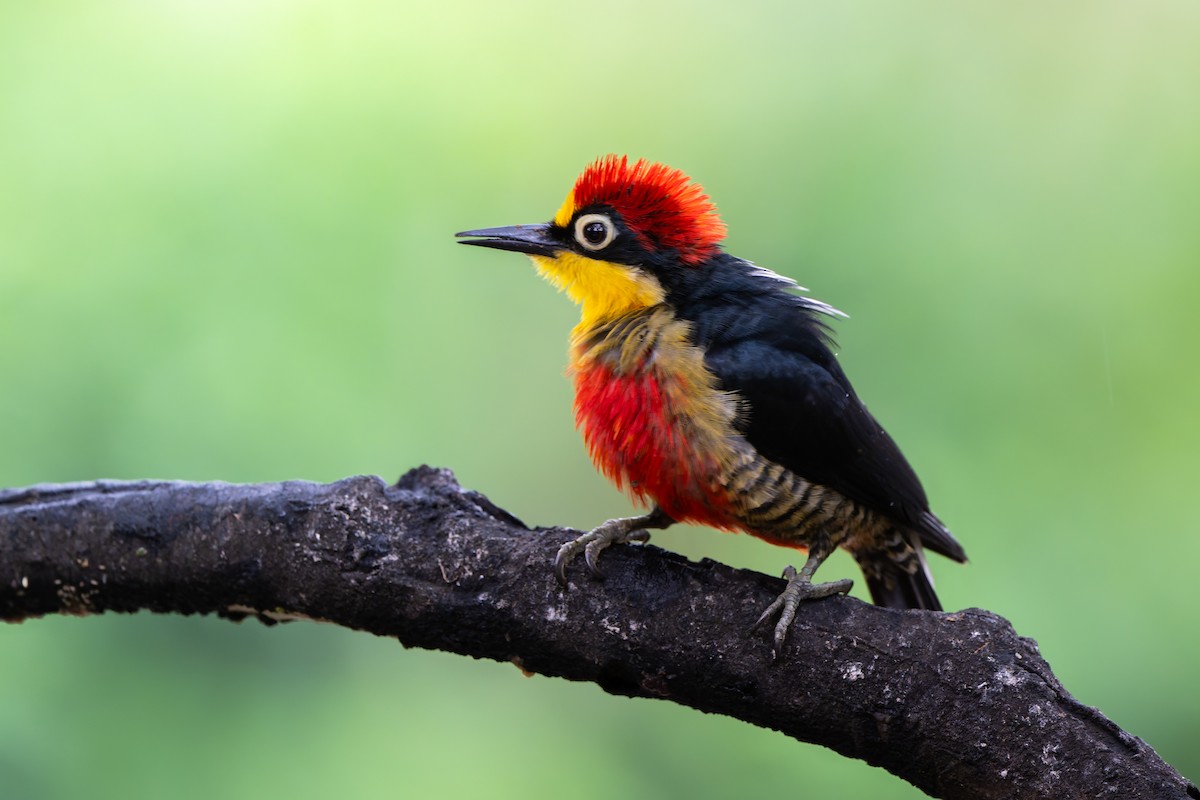 Yellow-fronted Woodpecker - Adam Jackson