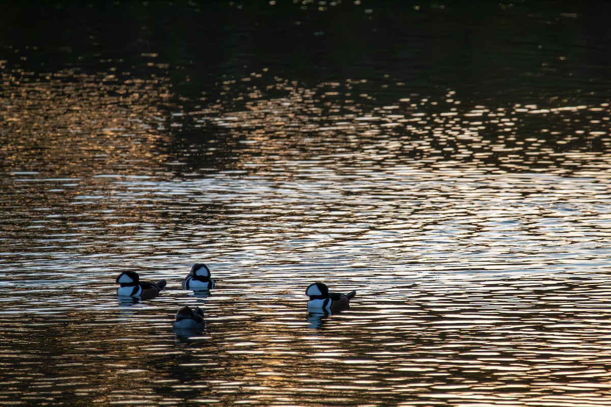 Hooded Merganser - ML644942328