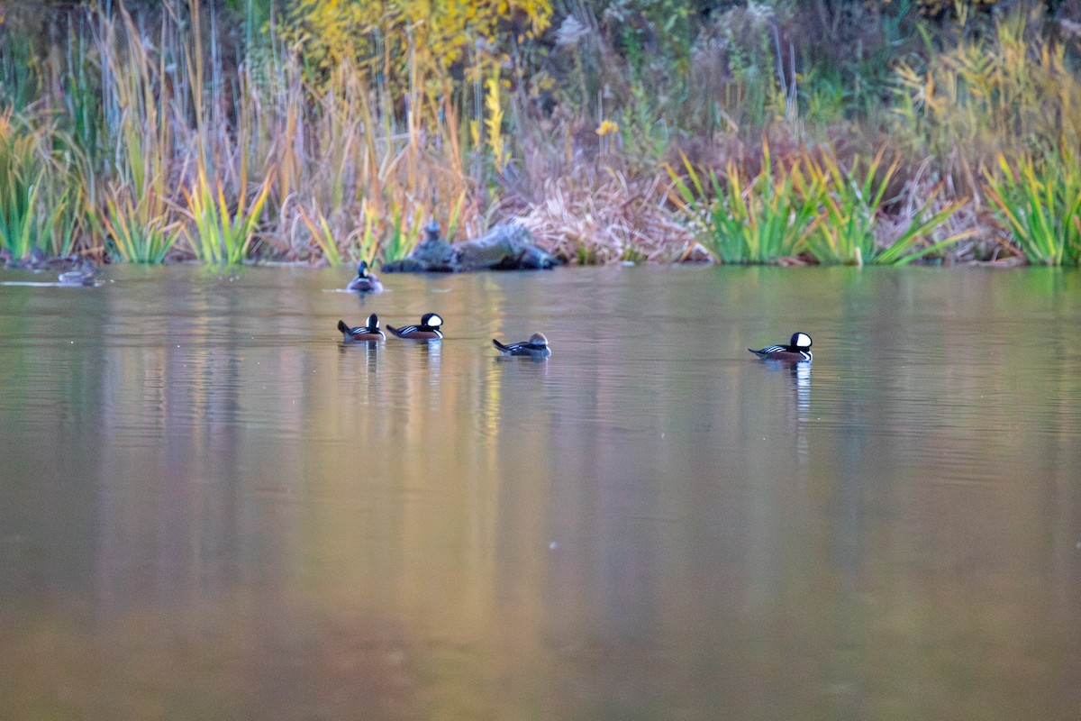 Hooded Merganser - ML644942329