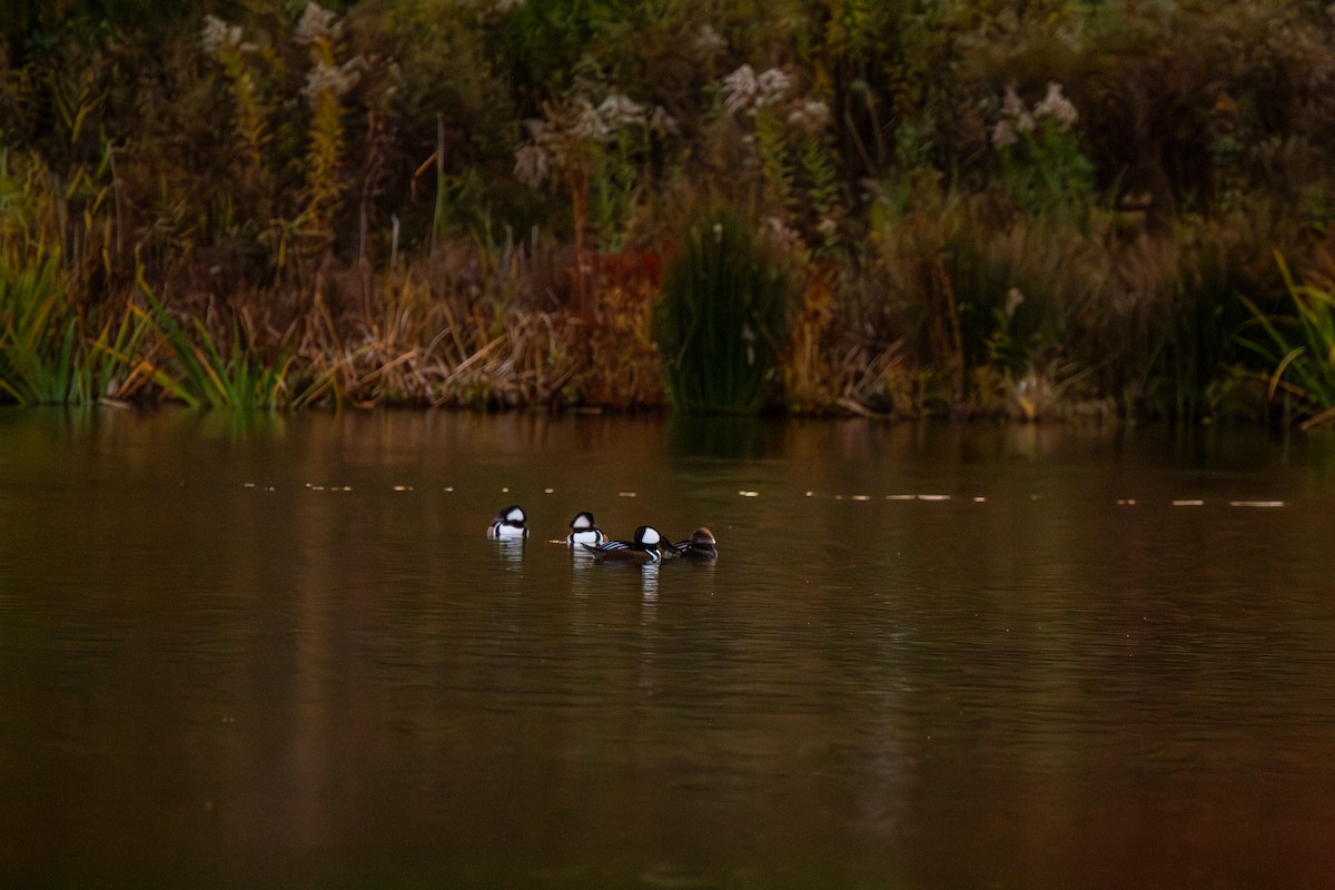 Hooded Merganser - ML644942330