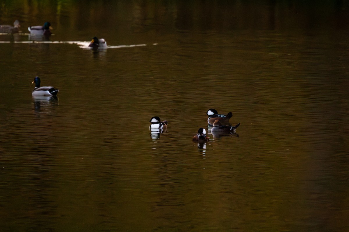 Hooded Merganser - ML644942331