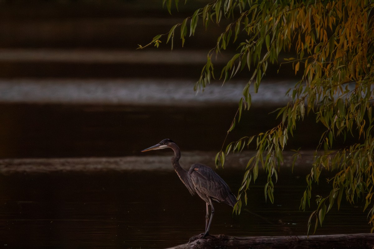 Great Blue Heron - ML644942333