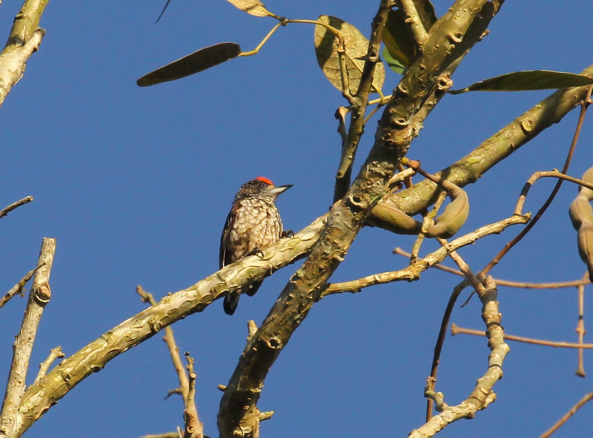 Arrowhead Piculet - ML644942344
